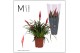 Vriesea multiflower astrid 