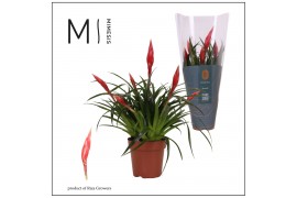 Vriesea multiflower astrid