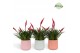 Vriesea multiflower astrid Belize keramiek 