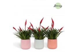 Vriesea multiflower astrid Belize keramiek
