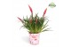 Vriesea multiflower astrid Paris potcover 