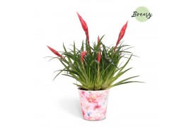 Vriesea multiflower astrid Paris potcover