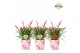 Vriesea multiflower astrid Paris potcover + hartdeco 