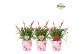 Vriesea multiflower astrid Paris potcover + hartdeco
