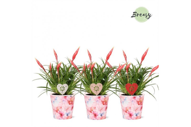 Vriesea multiflower astrid Paris potcover + hartdeco Vriesea multiflower astrid Paris potcover + hartdeco