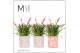 Vriesea multiflower astrid Sevilla keramiek 