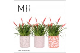 Vriesea multiflower astrid Sevilla keramiek