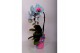 Phalaenopsis 1 tak cascade wonder of nature 