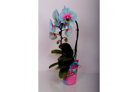 Phalaenopsis 1 tak cascade wonder of nature