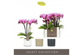 Phalaenopsis multiflora roze Optifriend Lotte 3 spike in mix Toscane