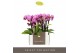 Phalaenopsis multiflora roze Optifriend Lotte 3 spike in mix Toscane 