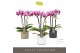 Phalaenopsis multiflora roze Optifriend Lotte 3 spike in mix Toscane 