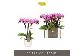 Phalaenopsis multiflora roze Optifriend Lotte 3 spike in white Lazio