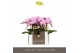 Phalaenopsis multiflora roze Optifriend Lotte 3 spike in white Lazio 
