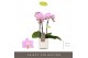 Phalaenopsis multiflora roze Optifriend Lotte 3 spike in white Lazio 