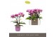 Phalaenopsis multiflora roze Optifriend Lotte 3 spike in lilac Lazio 