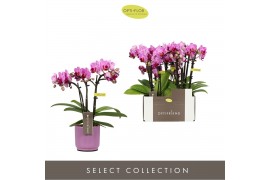 Phalaenopsis multiflora roze Optifriend Lotte 3 spike in lilac Lazio