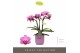 Phalaenopsis multiflora roze Optifriend Lotte 3 spike in lilac Lazio 