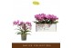 Phalaenopsis multiflora paars 3 tak freedanzo robin 