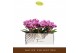 Phalaenopsis multiflora paars 3 tak freedanzo robin 