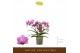 Phalaenopsis multiflora paars 3 tak freedanzo robin 
