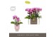Phalaenopsis multiflora roze Optifriend Lotte 3 spike in Emilia Pink A 