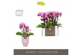 Phalaenopsis multiflora roze Optifriend Lotte 3 spike in Emilia Pink A