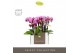 Phalaenopsis multiflora roze Optifriend Lotte 3 spike in Emilia Pink A 