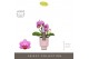 Phalaenopsis multiflora roze Optifriend Lotte 3 spike in Emilia Pink A 