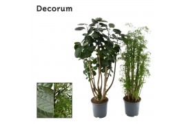 Polyscias Polyscias gemengd (Decorum)