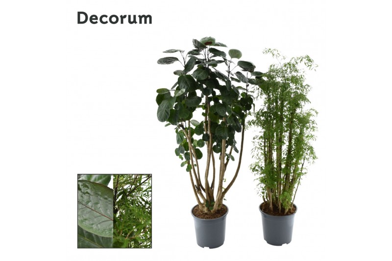 Polyscias Polyscias gemengd (Decorum) 