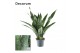 Sanseveria trifasciata aubrytniana dragon decorum 