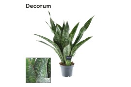 Sanseveria trifasciata aubrytniana dragon decorum