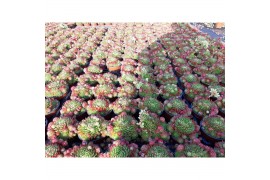 Sempervivum herta red