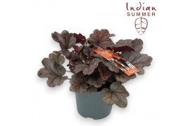 Heuchera indian summer silver