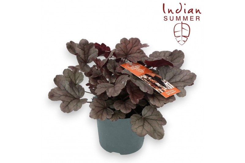 Heuchera indian summer silver 