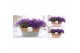 Campanula port. porto longlife pure field basket 