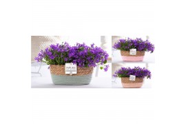 Campanula port. porto longlife pure field basket