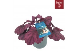 Heuchera indian summer pink