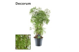 Polycias fruticosa hawaiiana ming vertakt decorum