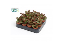 Succulenten Kalanchoë Pinatum