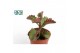 Succulenten Kalanchoë Pinatum 