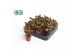 Succulenten Kalanchoë Pinatum 