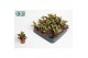 Succulenten Kalanchoë Pinatum 