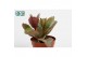 Succulenten Kalanchoë Pinatum 