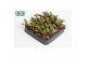 Succulenten Kalanchoë Pinatum 