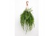 Lepismium bolivianum hang 