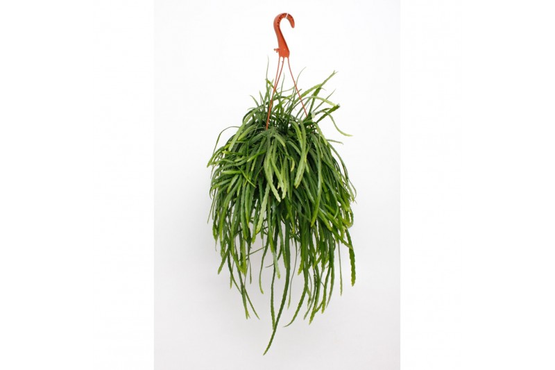 Lepismium bolivianum hang 