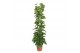 Epipremnum aureum zuilvorm op rek 