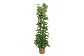 Epipremnum aureum zuilvorm op rek